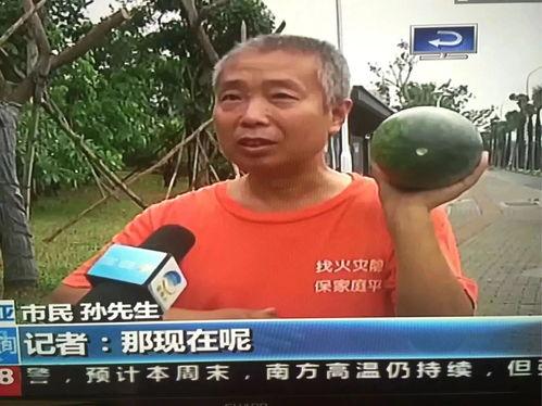 鹤川吃瓜群众事件,揭秘网络舆论的狂欢与反思