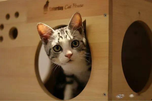 张大奕天猫吃瓜,揭秘网红电商背后的风云