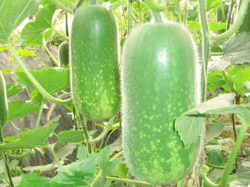 dy梵梵吃瓜图片,网络热议不断！