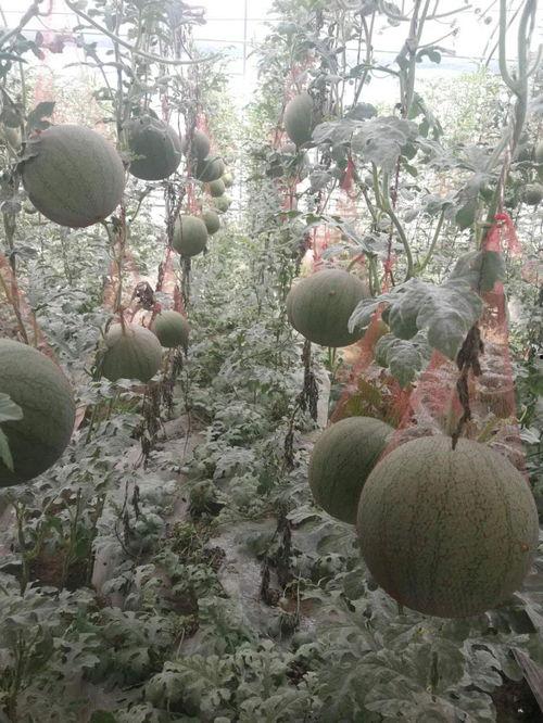 吃大棚小吊瓜好吗,营养价值与食用建议”