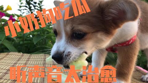 狗吃瓜打架,瓜分美食引发的激烈争斗