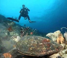 潜水看pdf吃瓜,PDF中吃瓜乐趣无限