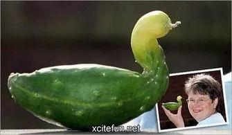 鹅瓜比鸭瓜还吃,揭秘鹅瓜为何比鸭瓜更受欢迎的奥秘