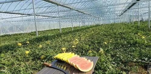 鄠邑吃瓜,探寻陕西鄠邑特色美食之旅