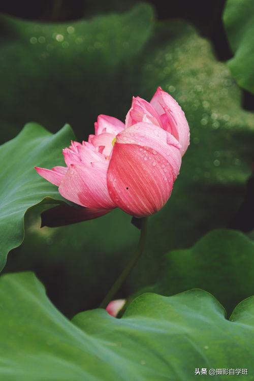 头条拍照的荷花是谁,揭秘头条拍照背后的神秘创作者