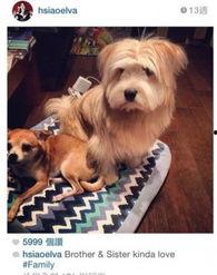 明星收养流浪狗,收养流浪狗，传递温暖与希望