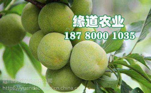 云南李子今日头条,鲜甜上市，品味云南特色果香