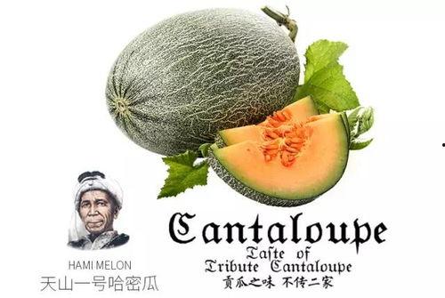 网红吃瓜网站推荐大全,揭秘热门八卦，畅享娱乐盛宴