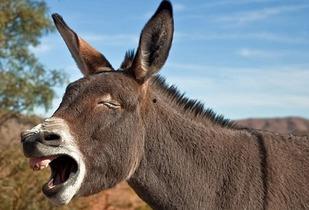 驴吃瓜,趣味横生的田园生活趣事