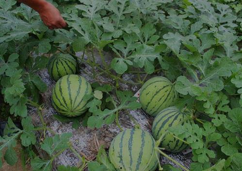 公举请吃瓜,揭秘娱乐圈的甜蜜诱惑与幕后故事