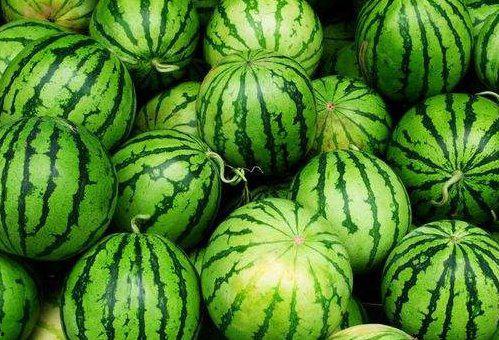 发烧可以吃瓜密瓜吗,瓜密瓜能吃吗？营养专家解答